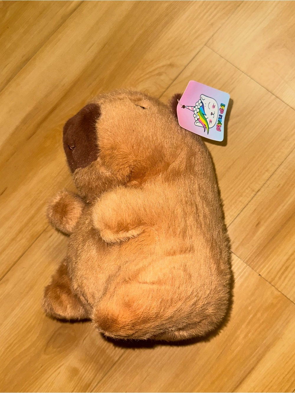 Capybara - Picture 2 of 2